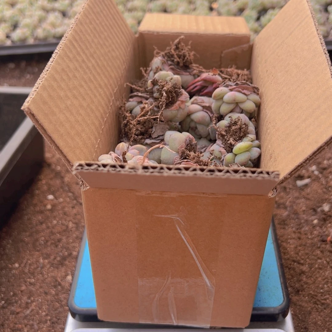 30颗一组星影石榴籽！！