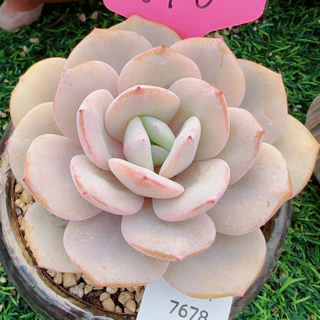 韩版奶茶粗桩，7678多肉植物