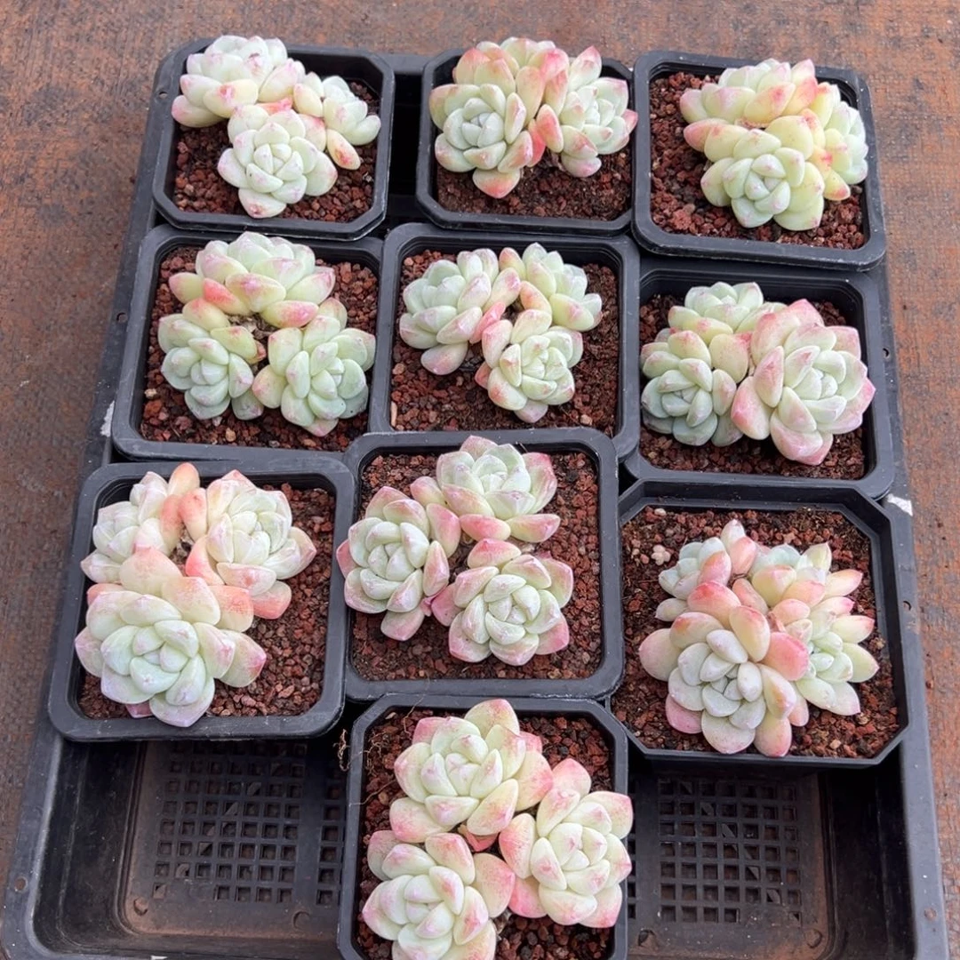 10颗冰玉群呀呀呀呀呀呀呀呀