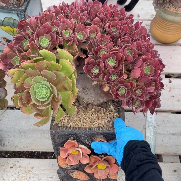 多肉多糖也会引起宝宝便秘啊这不是