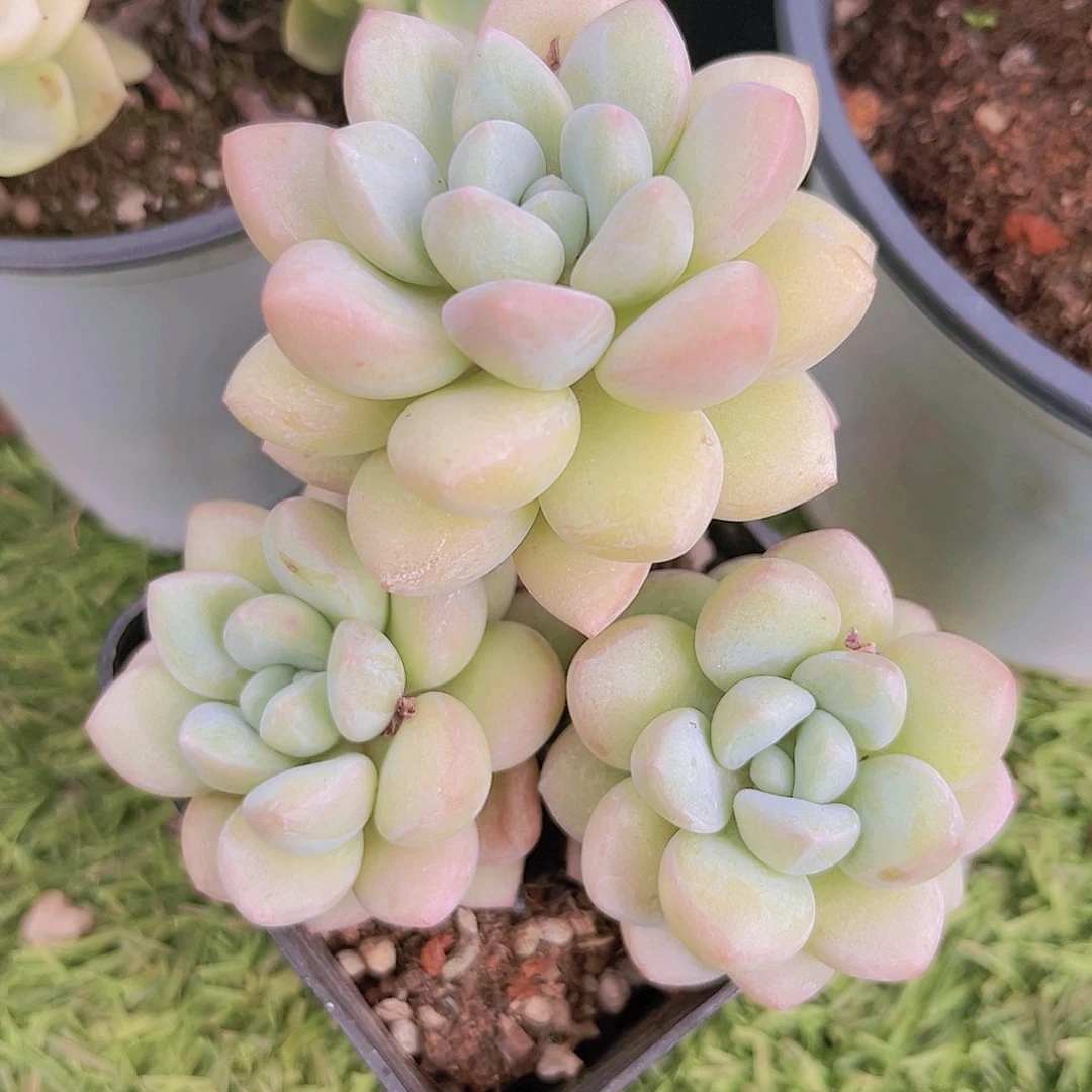 泡泡糖9988888888888888