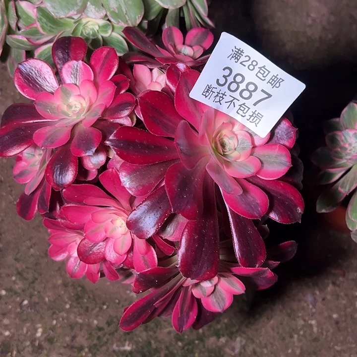 3887丛林美杜莎多肉植物