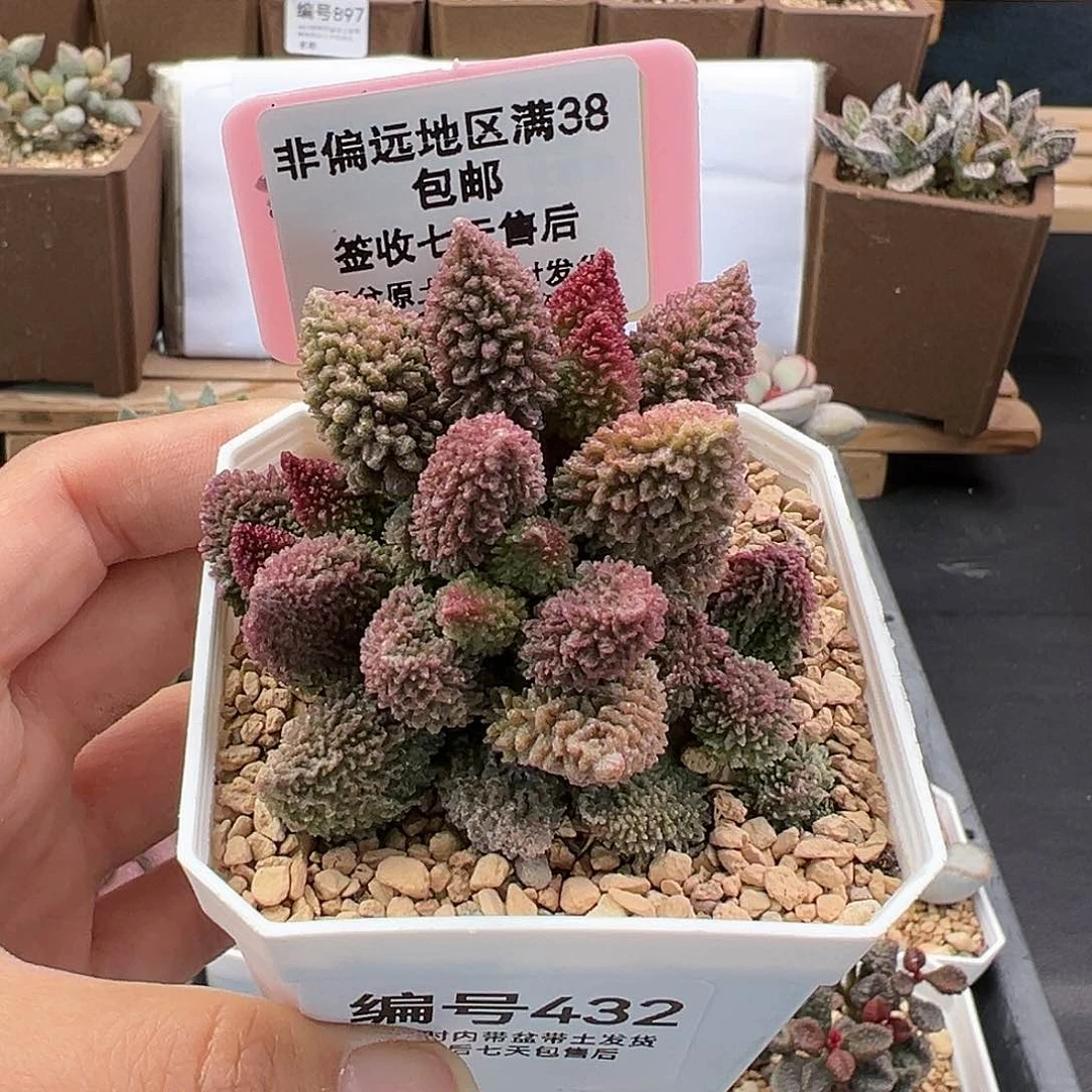 432朱紫玉多肉植物