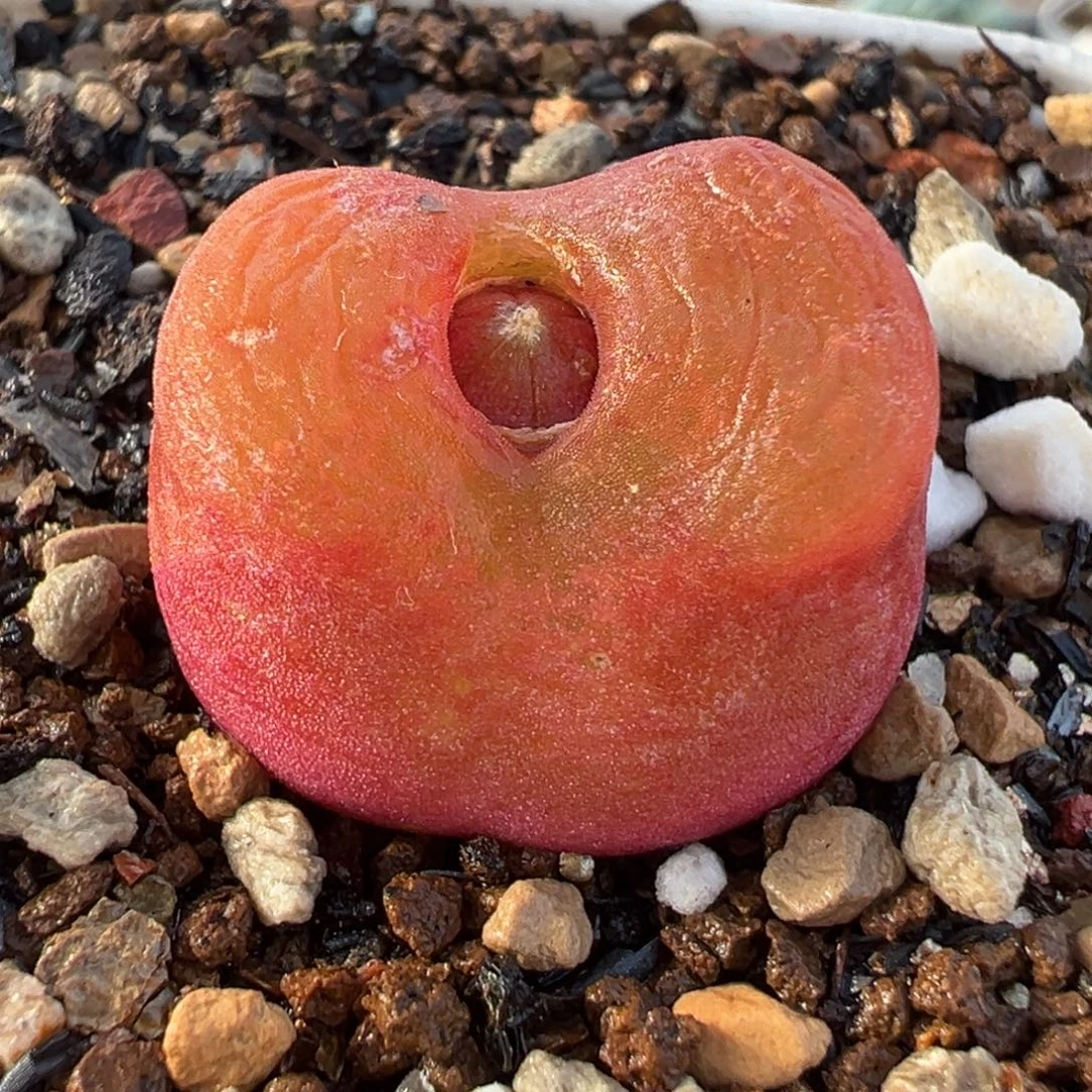 263多肉植物种类多样