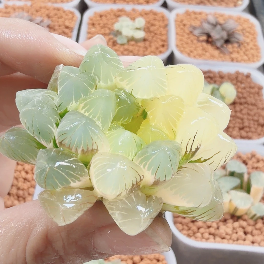 十二卷实生冰灯锦裸根