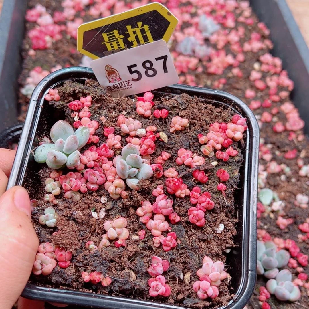 当前无花朵，栽培后可花朵