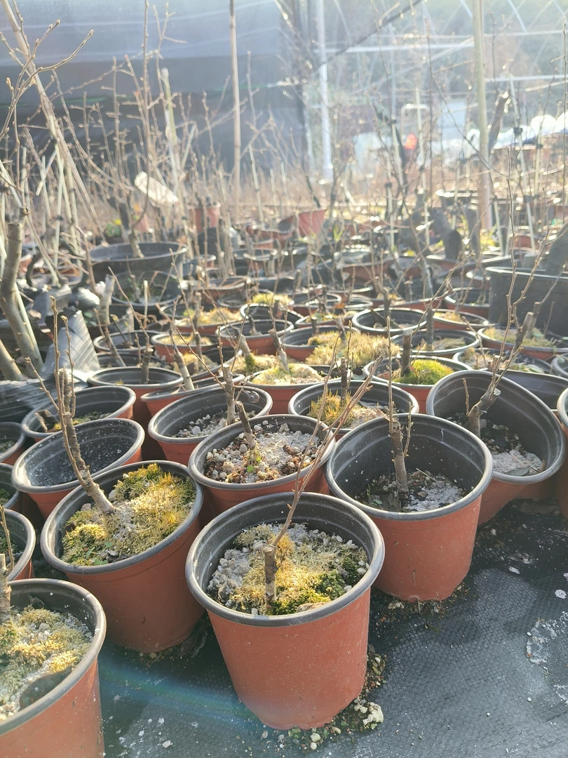 老鸦柿品种嫁接苗盆景老桩老鸦柿（直播间一物一拍私拍不发货）