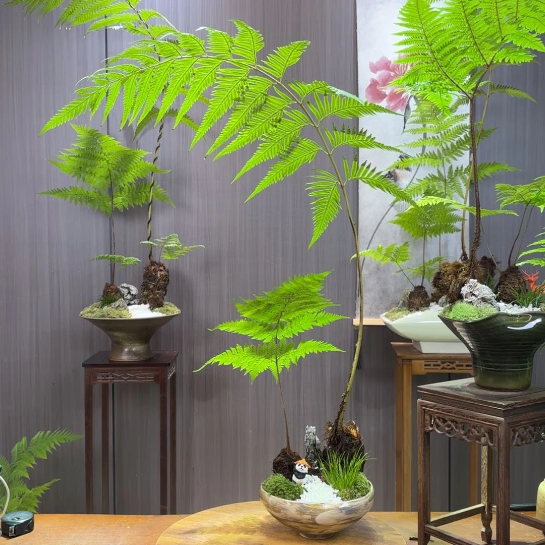 无花朵快**贝蕨蕨蕨蕨蕨蕨蕨蕨蕨