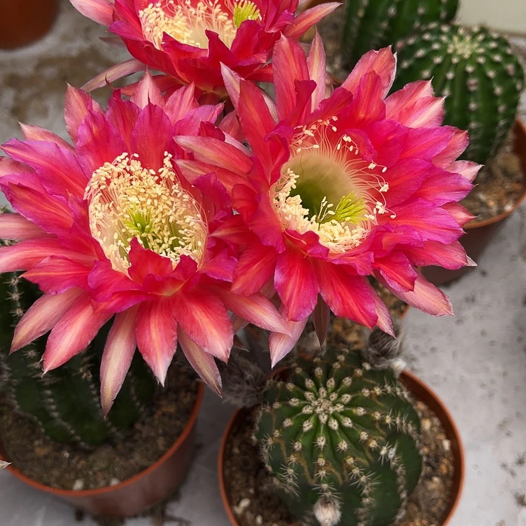 彩草102号丑球柱子