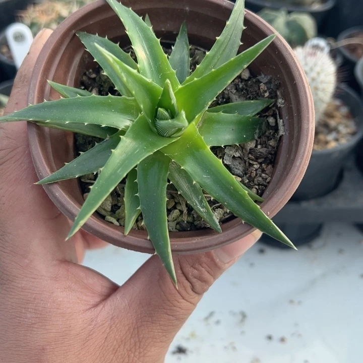 完全开放辉山凤梨脱土发