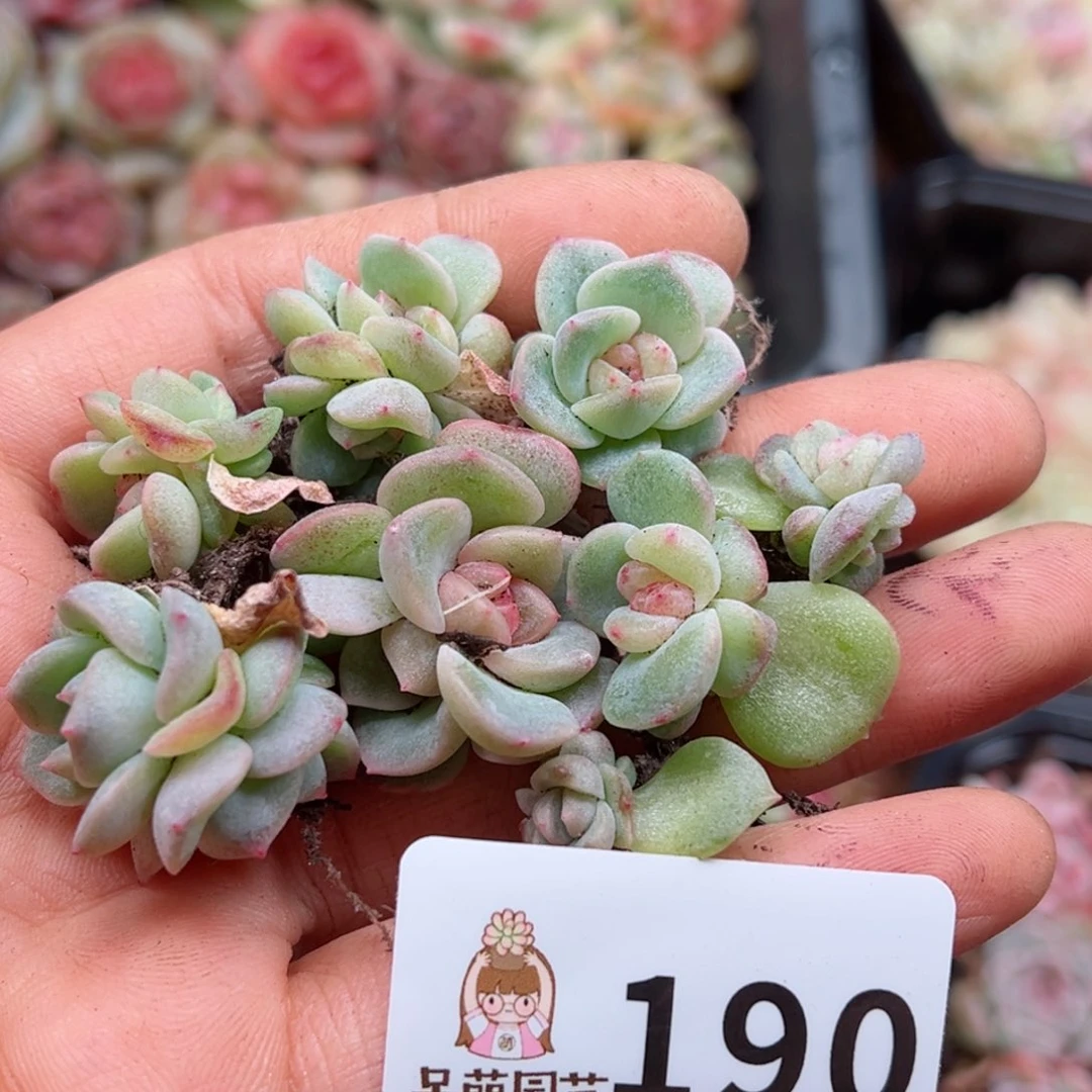 多肉植物多肉植物