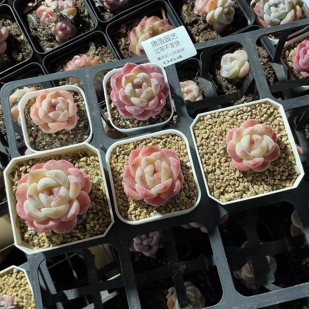 霜*糖心一物一拍064