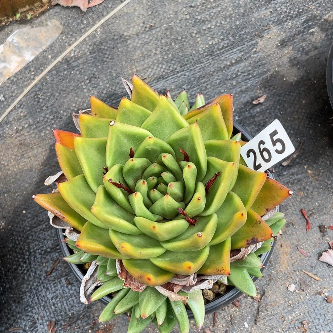 若如东云组拍265