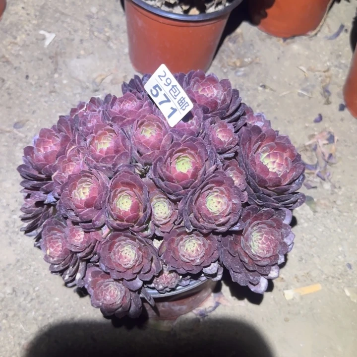 红魔……多肉植物的