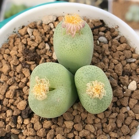 多肉肉锥 3头翠光