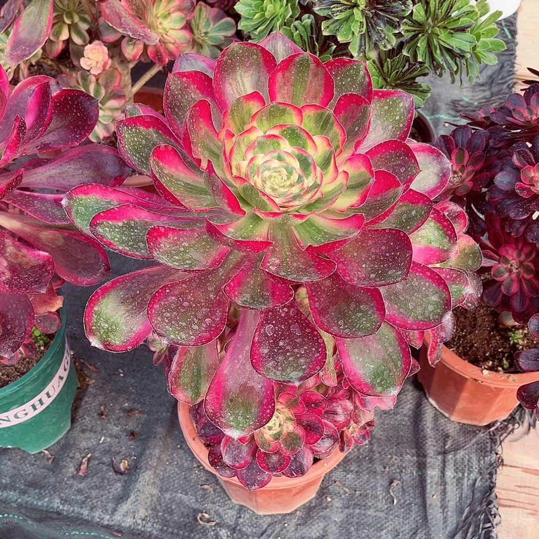 法师多肉植物f s