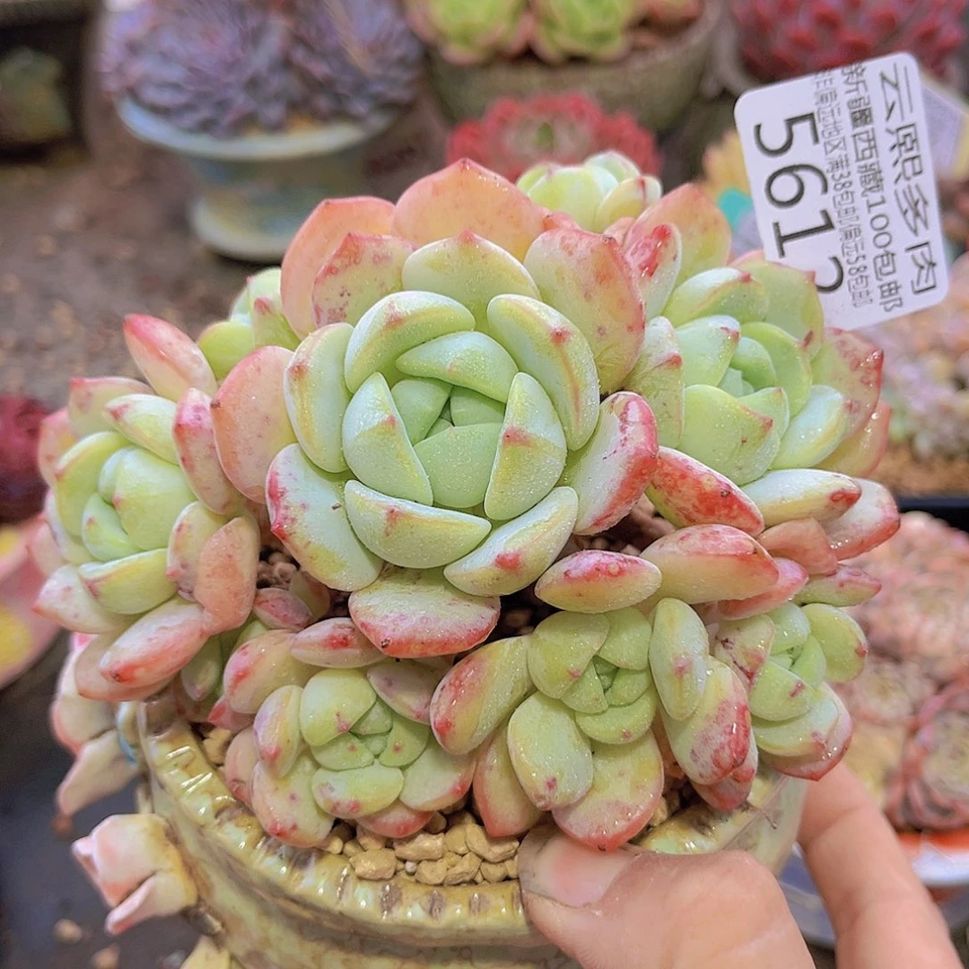 5612香草。