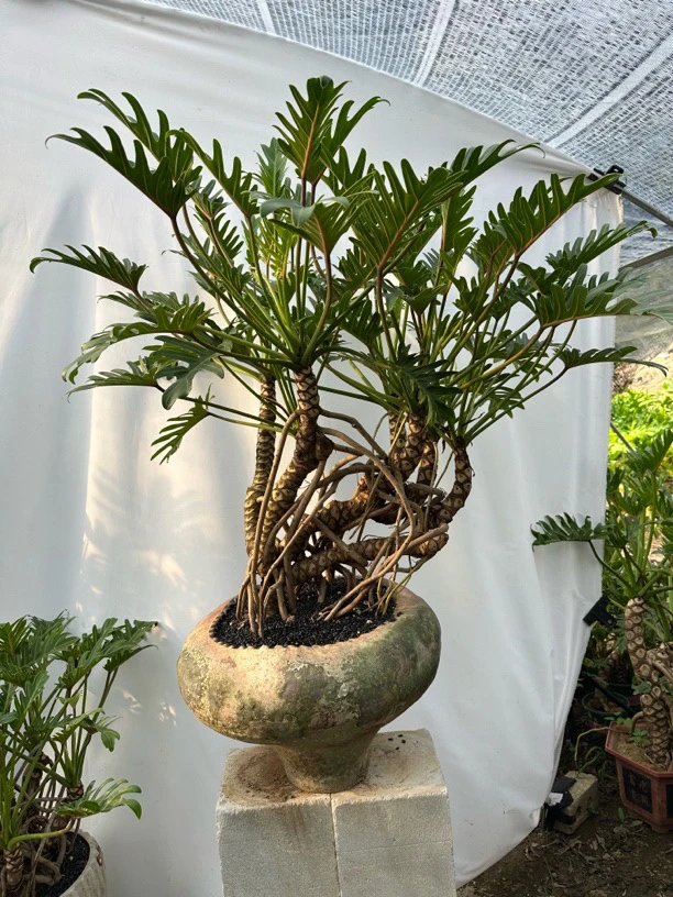 龙鳞小天使群生老桩客厅办公室美观大气清新空气去甲醛盆栽绿植