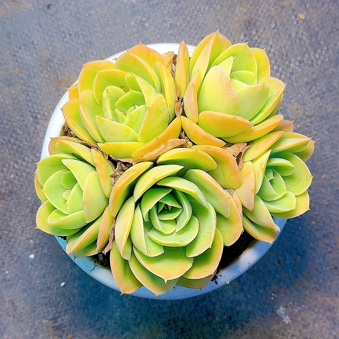 满15包邮（星娜塔）多肉绿植 莲花座 吸甲醛 净化空气 好看 3头起