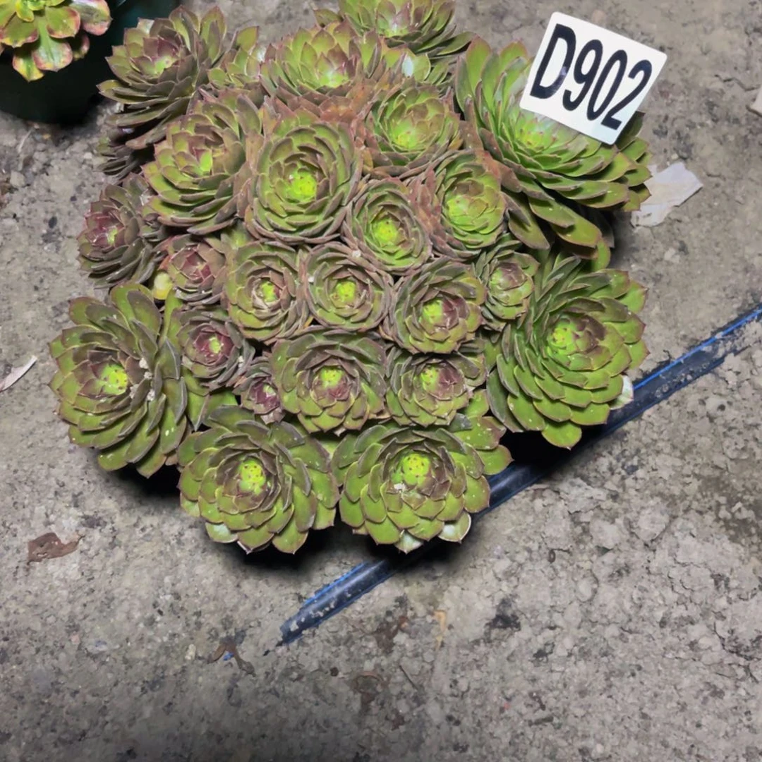 红魔法师16////////44包邮