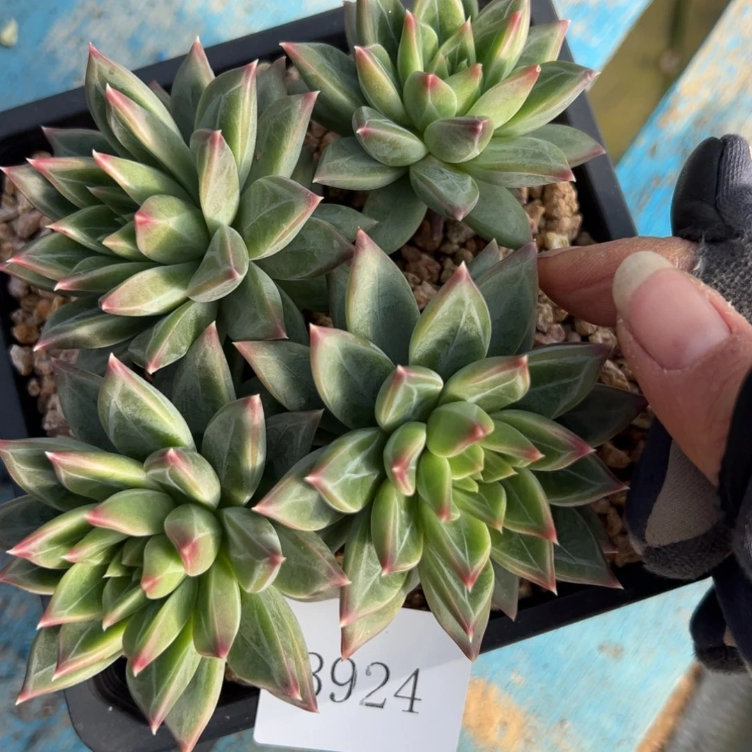 爱*3924不包整片肉肉肉肉