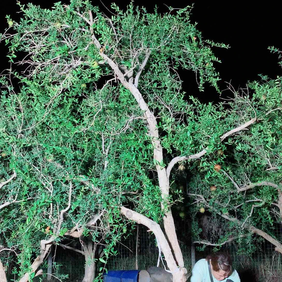 突尼斯软籽石榴树