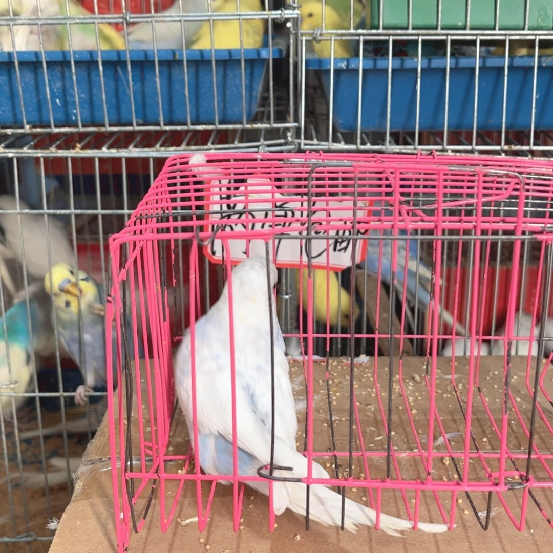 虎皮鹦鹉我的小姐姐