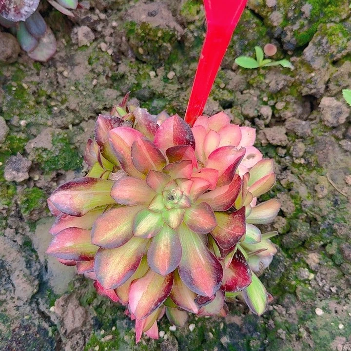 5-8流星雨多肉法师