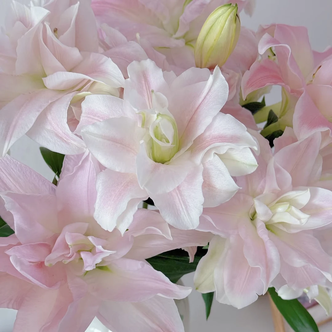 云南百合园花卉【莲花春天】粉色重瓣百合两头三头花苞鲜花水养插花