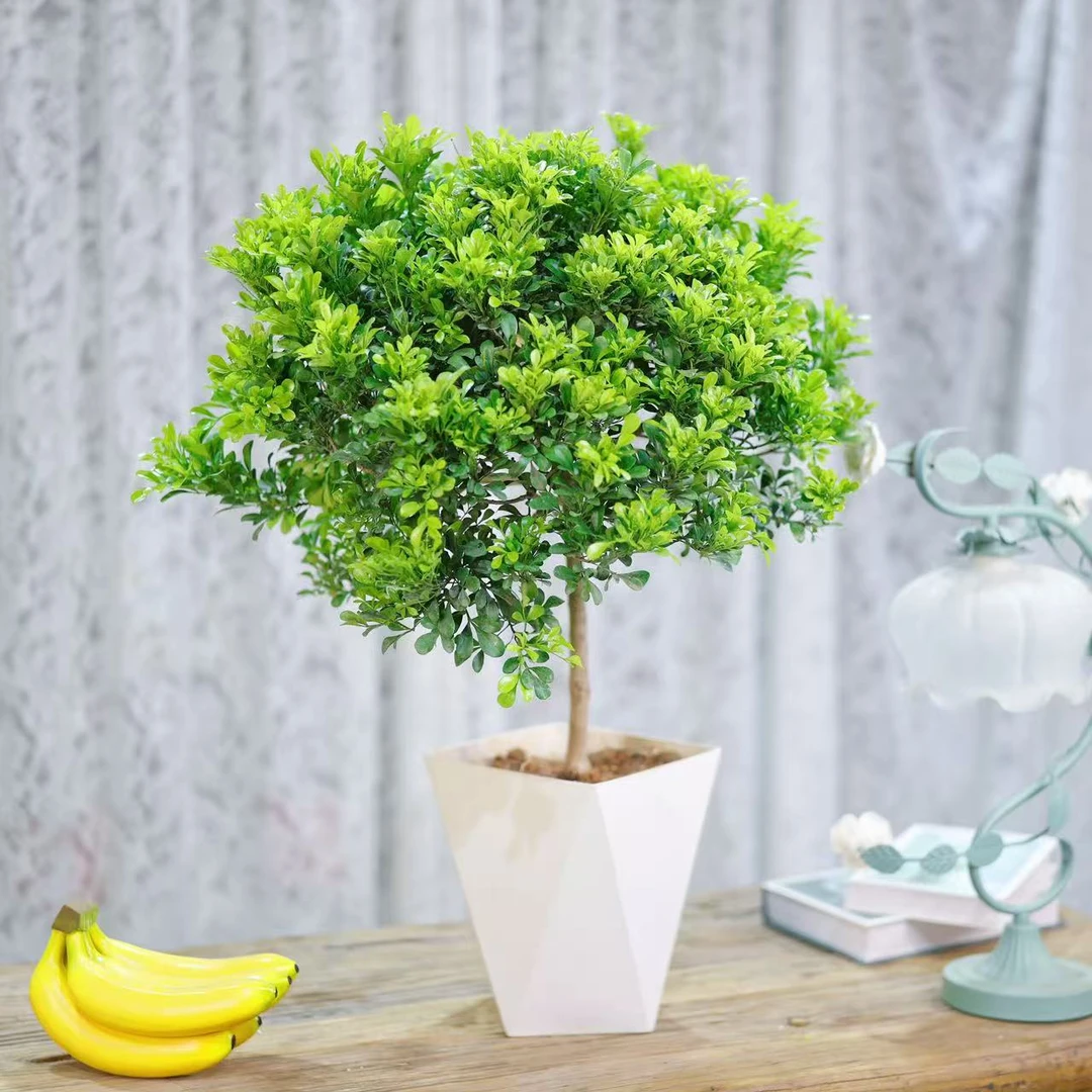 【棒棒糖加高60cm-70cm】香水米兰独杆花盆栽花卉老桩植物室外阳台