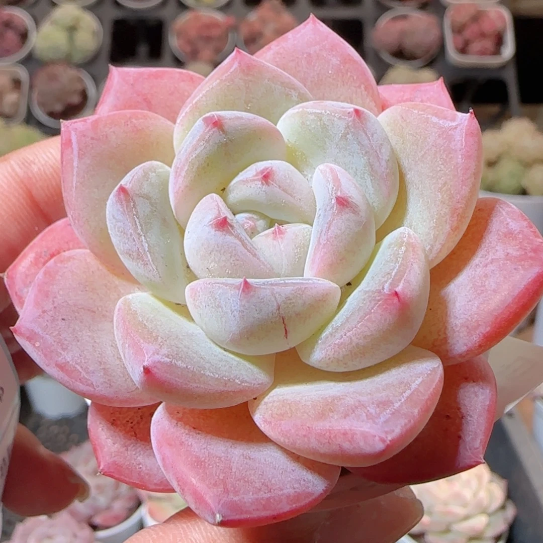 花语多肉1228-156溏心