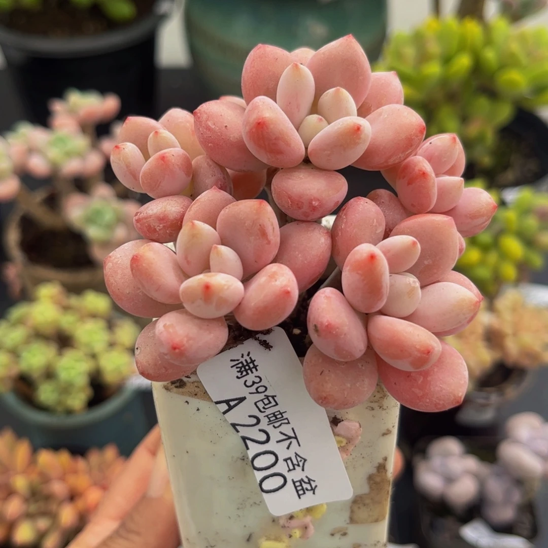 2200樱花洛神6cm多肉