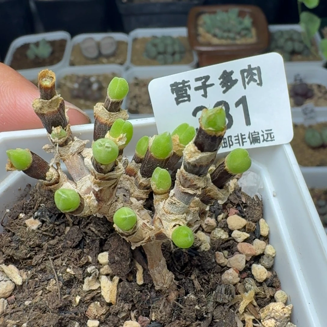 枝干短耳兔带盆土