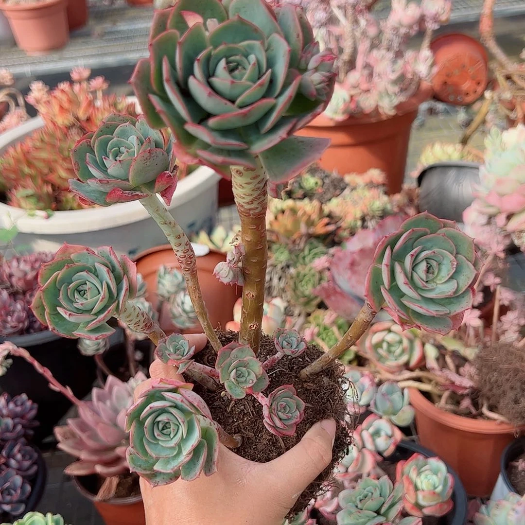 克罗地亚玫瑰多头大长腿老桩
