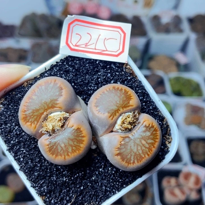 樱桃爱妃们的美肉