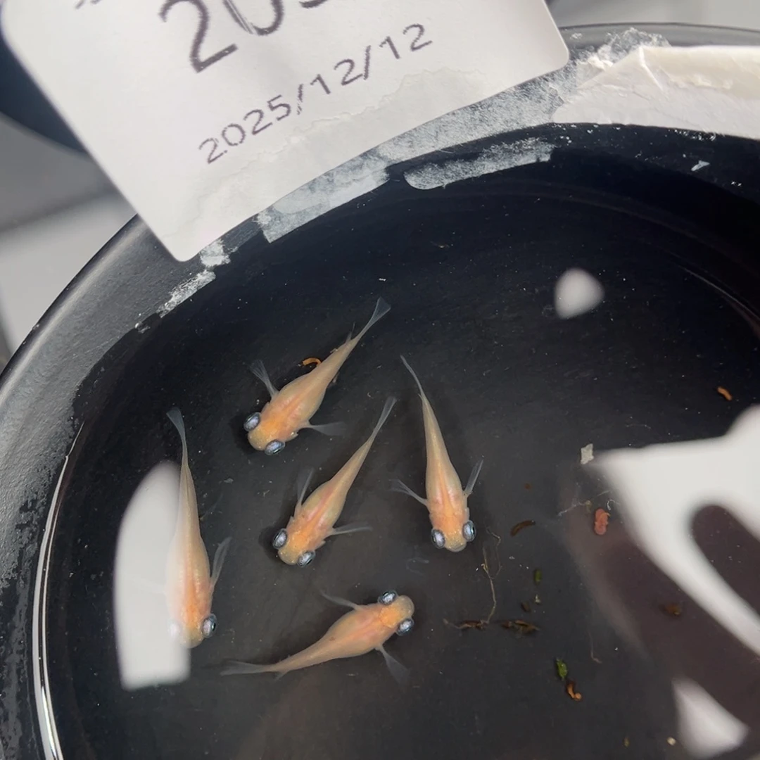 青鳉鱼203白出目五尾