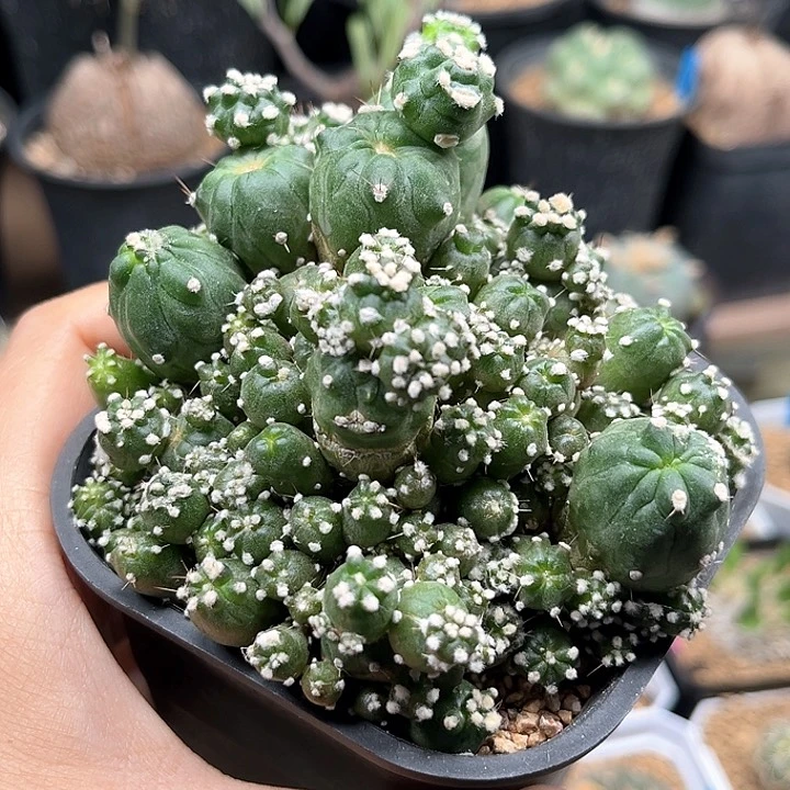 青果果石化群9.7cm