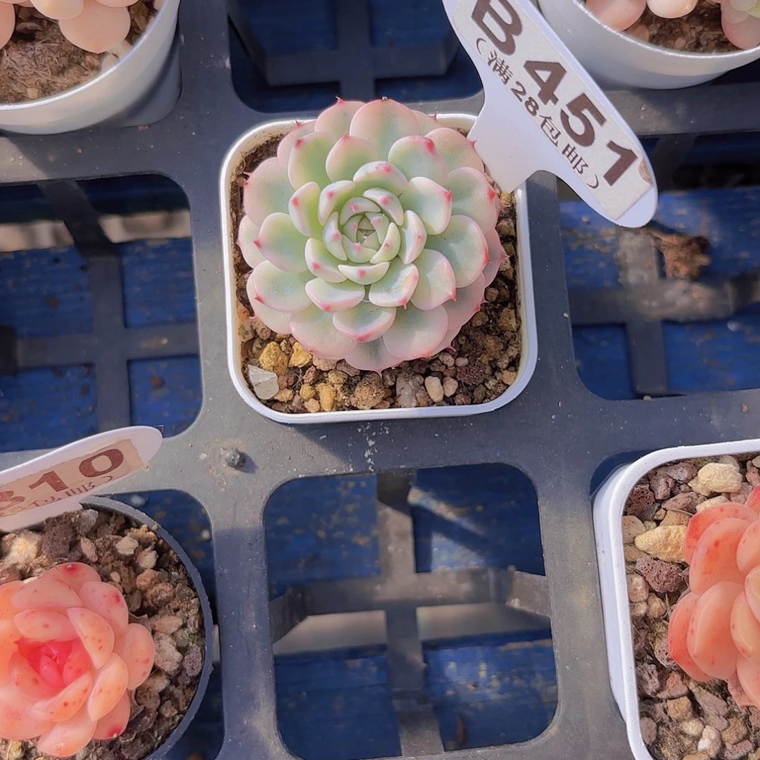 B451姬莲锦一物一拍