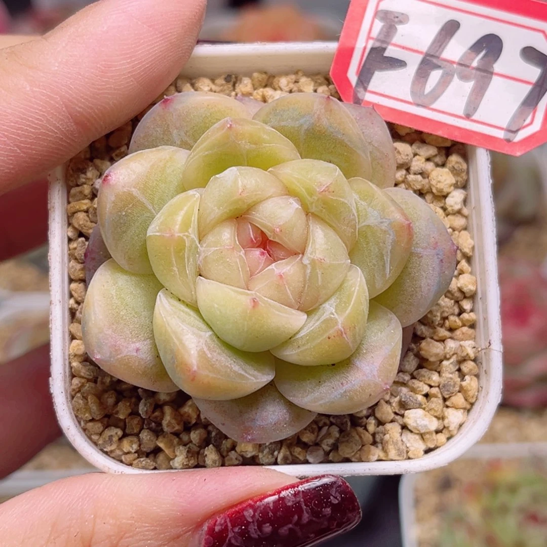 F697 一物一拍 望川