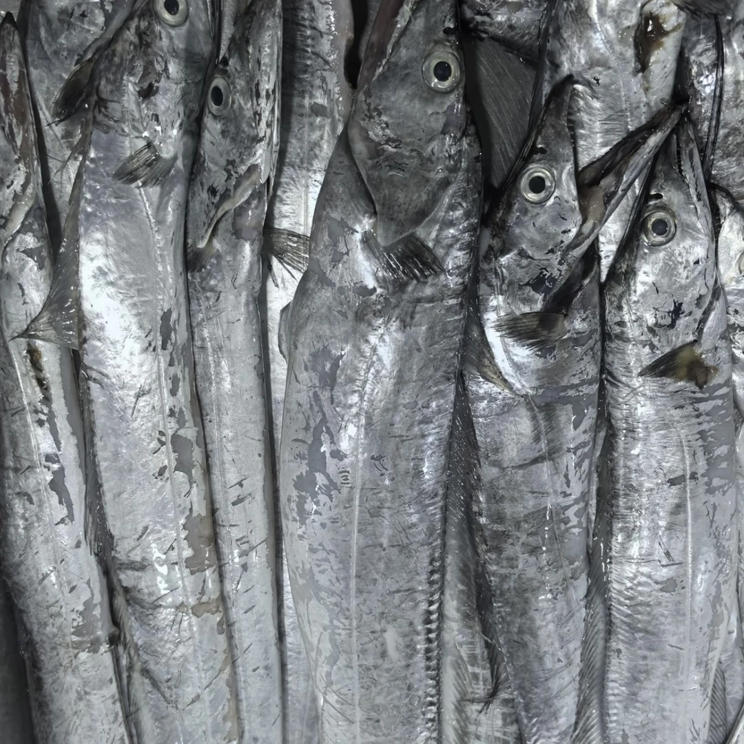 大连当地渤海湾刀鱼 3~5斤 顺丰包邮 鲜冻发货 易破肚介意勿拍