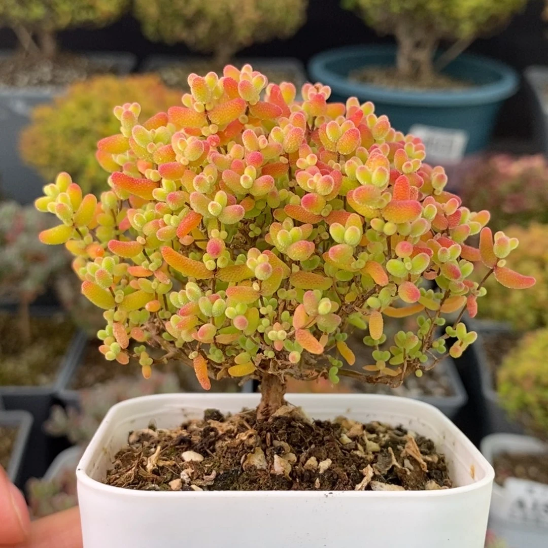 波***1647蜜橘糖球球 。