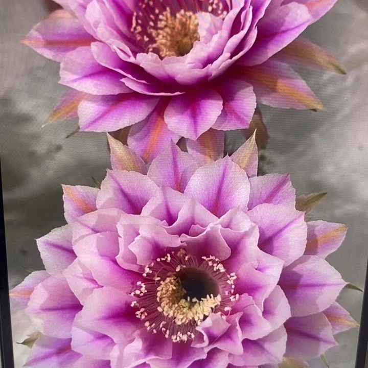 香香新一路莲花侧芽3公分左右