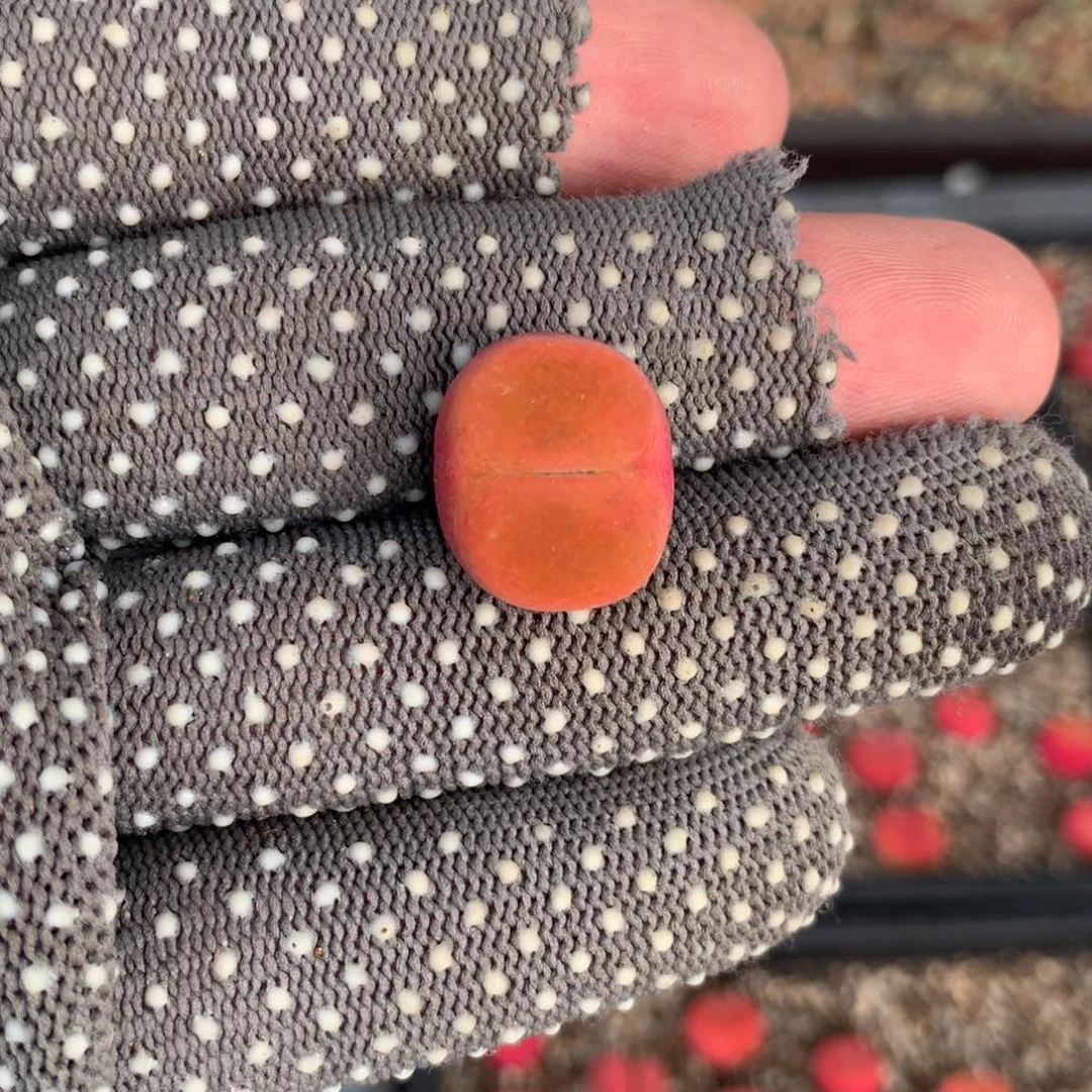 571超级蟠桃一颗