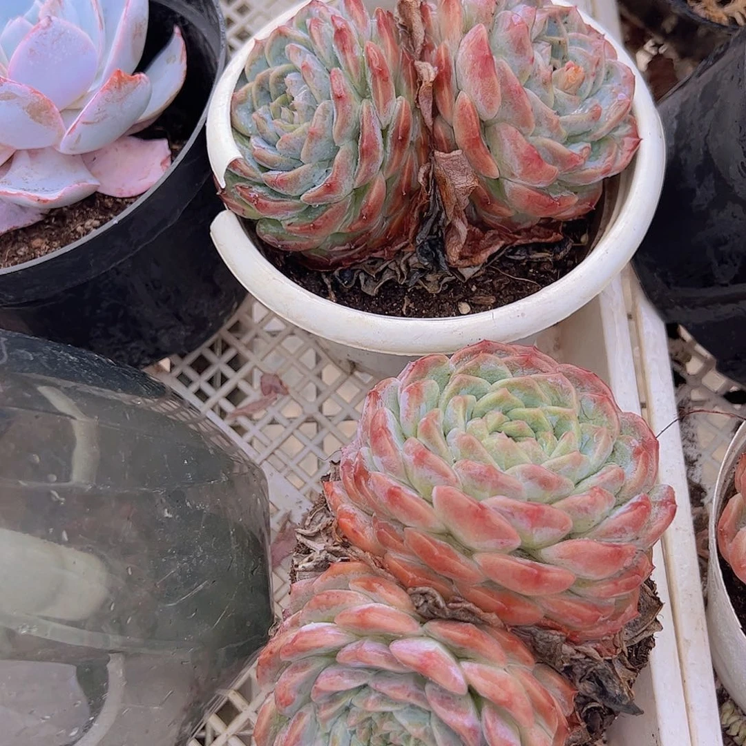 冰橙双头起发精品多肉二盆