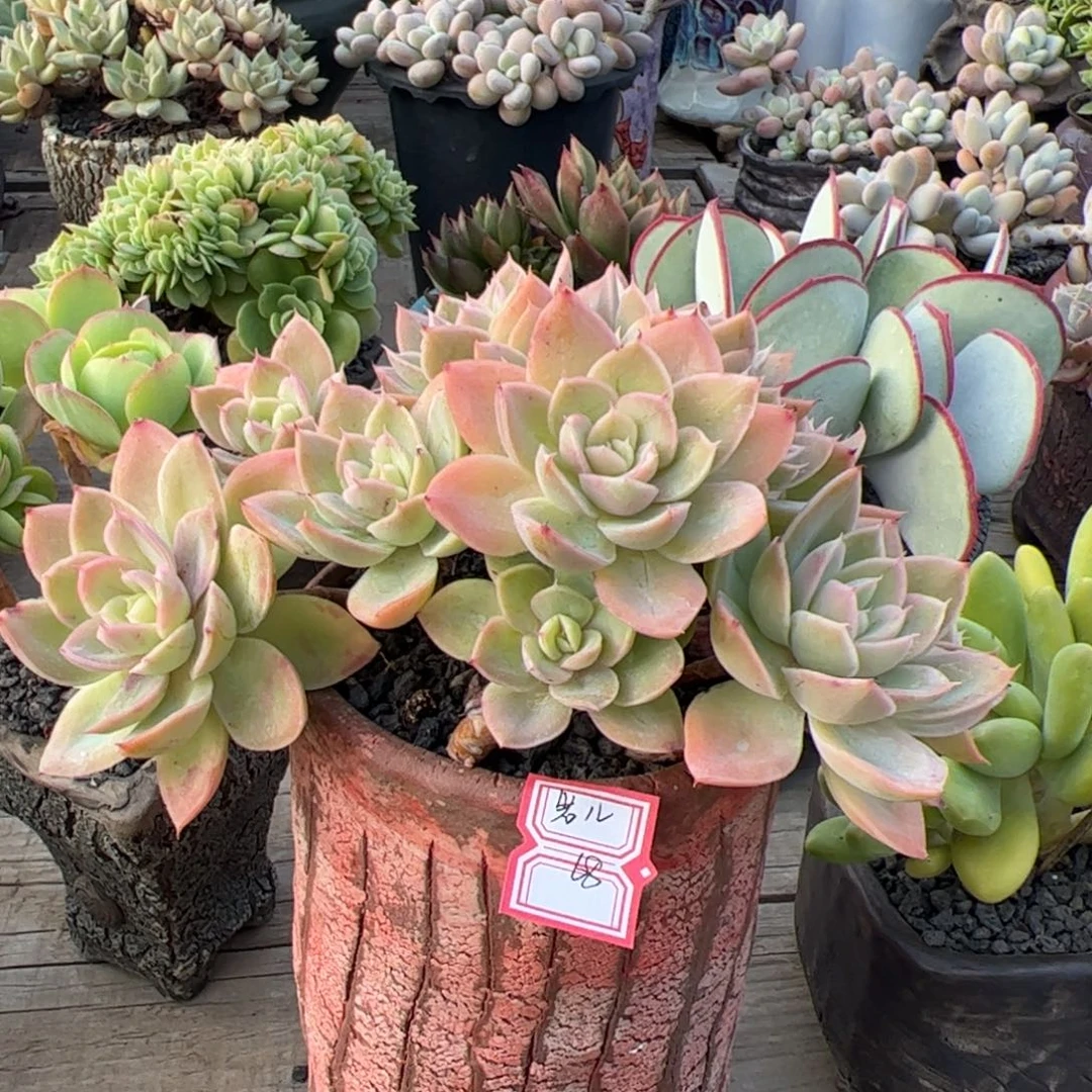 多肉植物多肉植物
