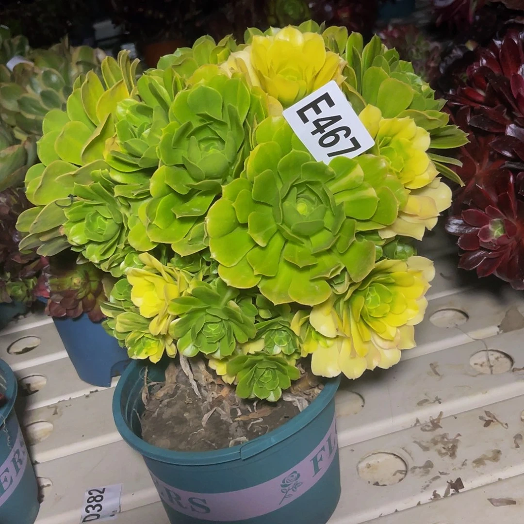 五色琉璃7/-3包邮法师