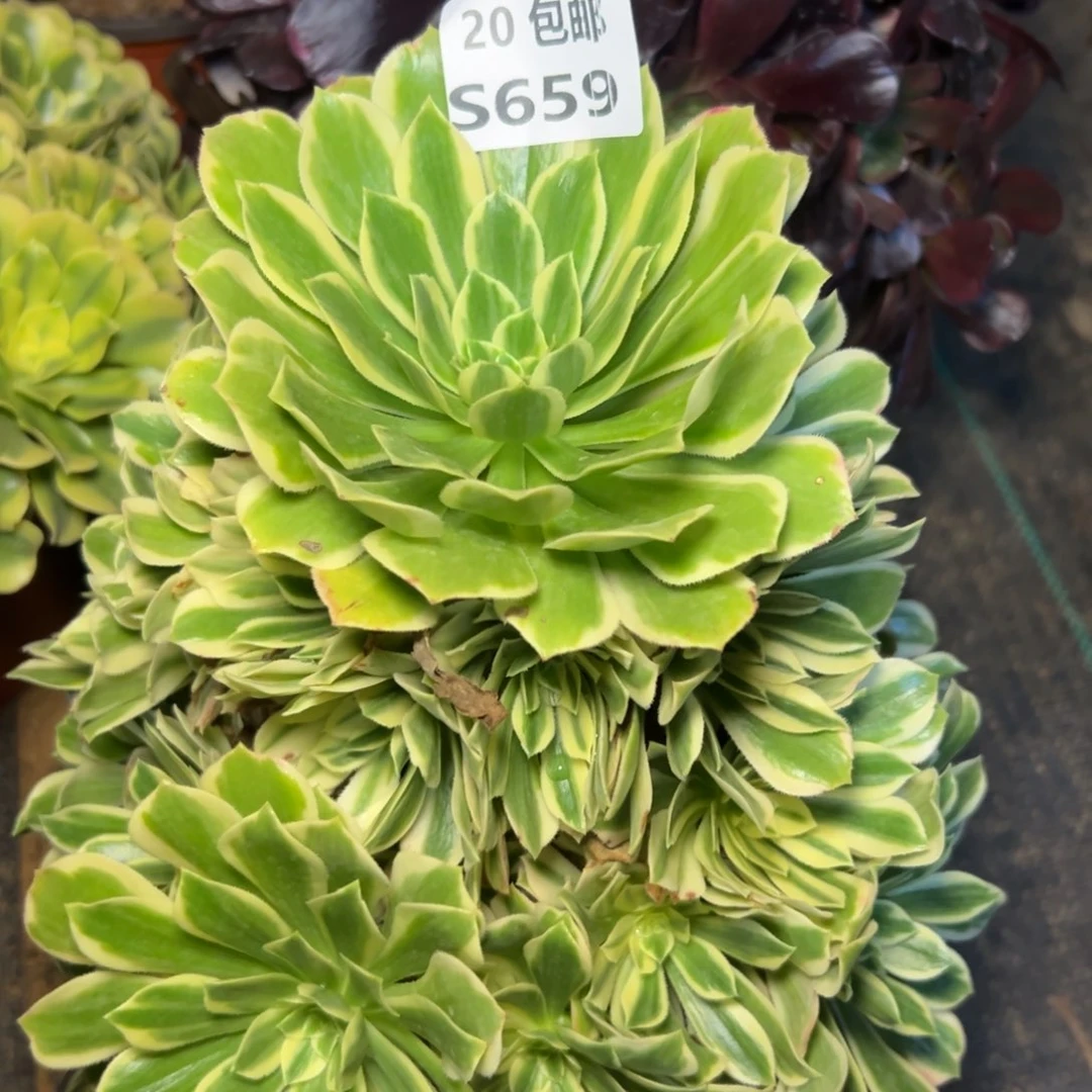 659艳凝，满20包邮嘟叮熊