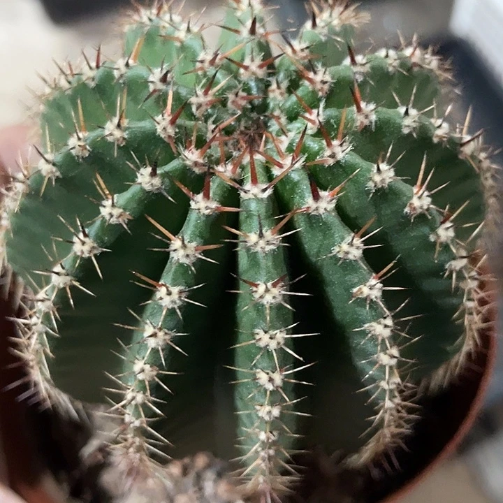 实生彩草带盆土发货