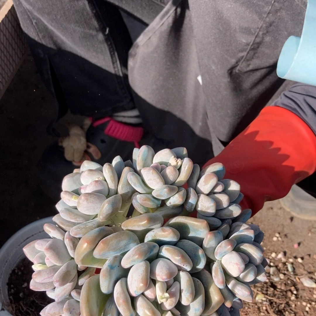 11.22香水随机发货一颗