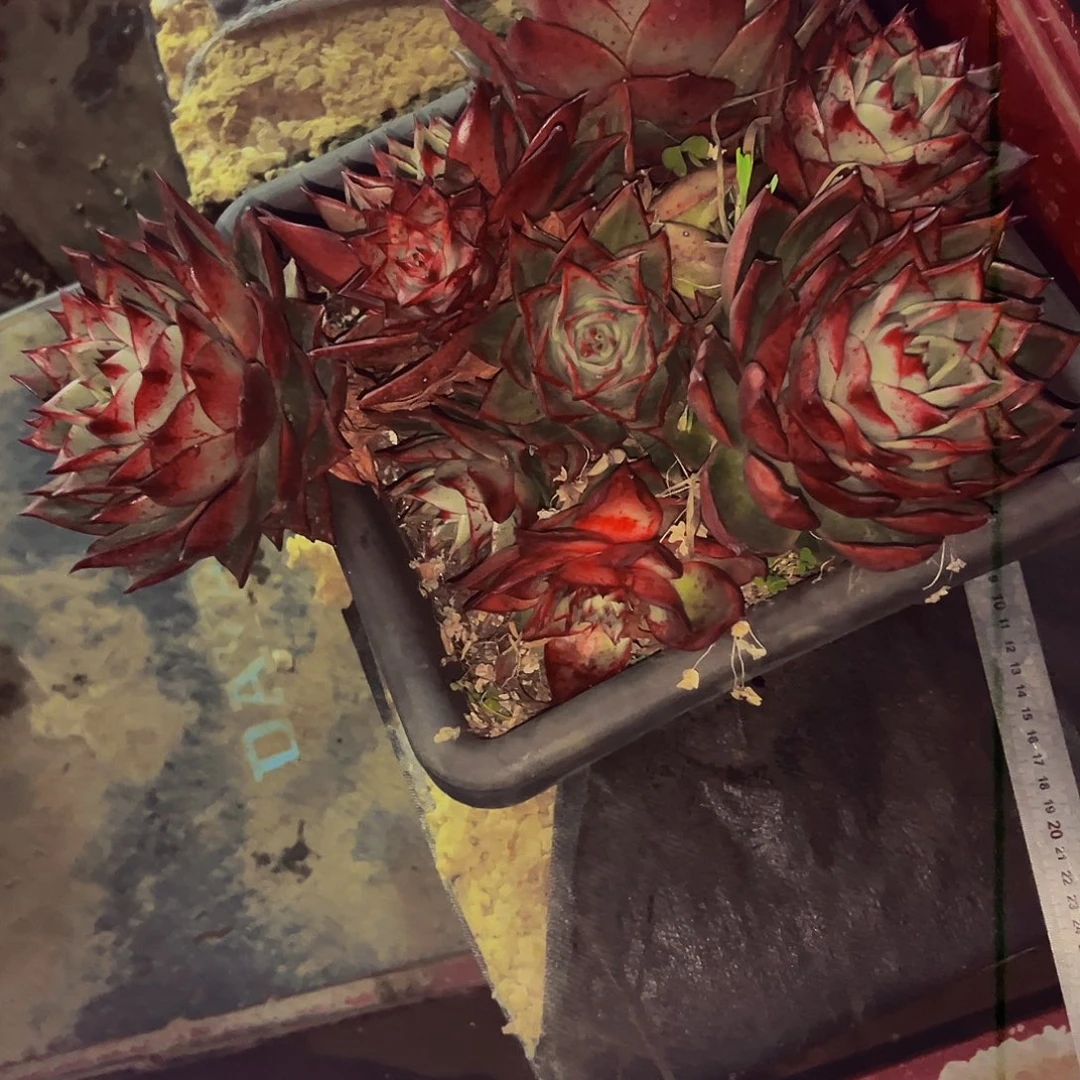 执****126号一物一拍带盆（物流自理